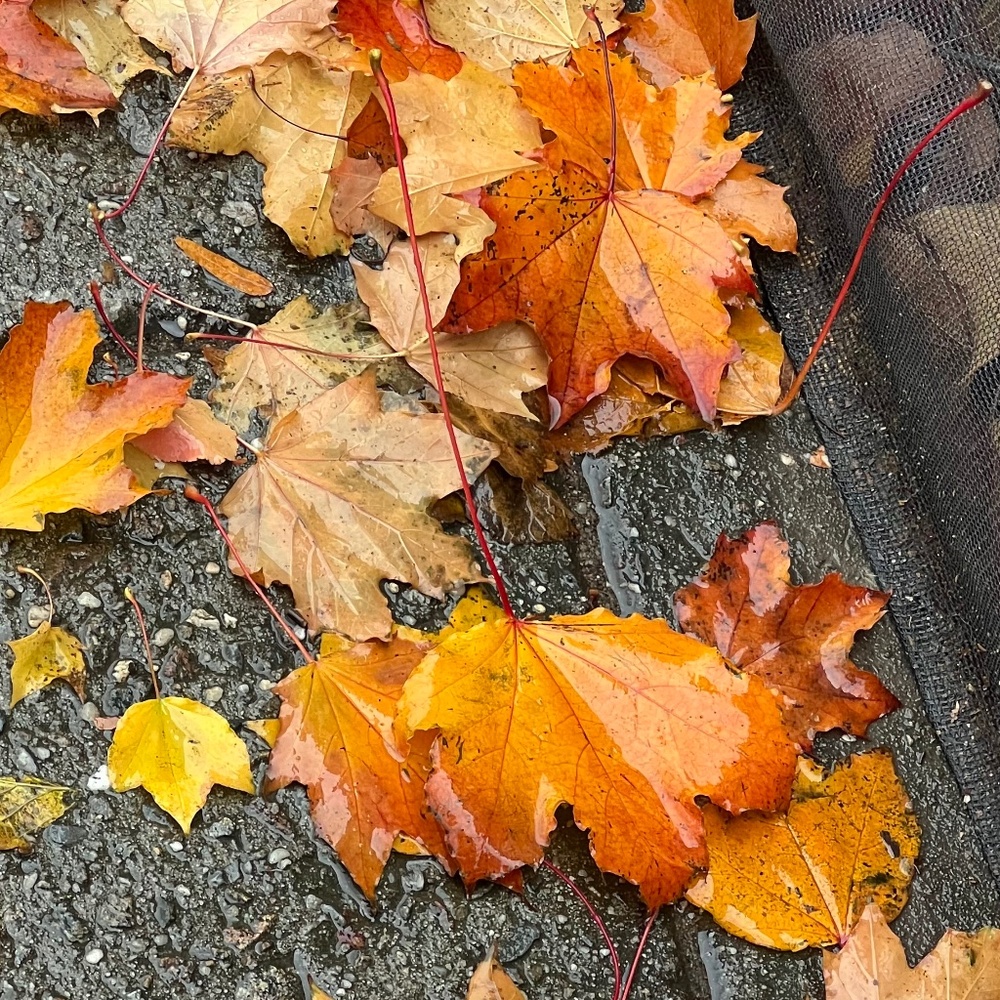 Meet your Posher, Jasmina